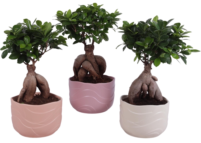 <h4>Ficus m. Ginseng Ball Shape Ø18cm in Ø20cm Ceramic SE660</h4>