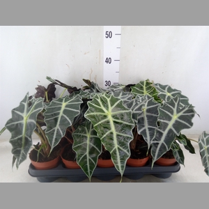 Alocasia amazonica 'Polly'