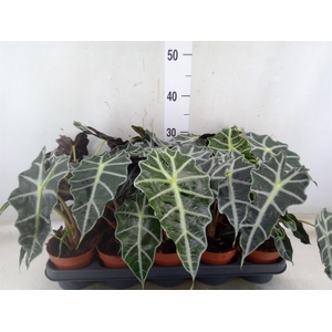 Alocasia amazonica 'Polly'