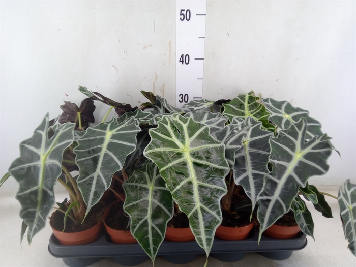 <h4>Alocasia amazonica 'Polly'</h4>