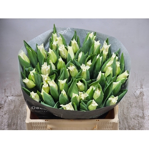 Tu Co White Crown of Dynasty