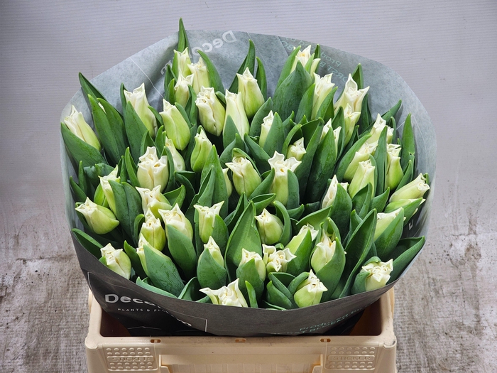 <h4>Tu Co White Crown of Dynasty</h4>