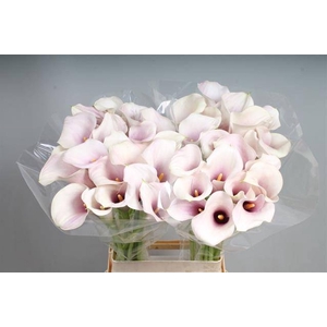 Calla Captain Rosette