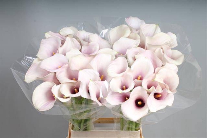 Calla Captain Rosette