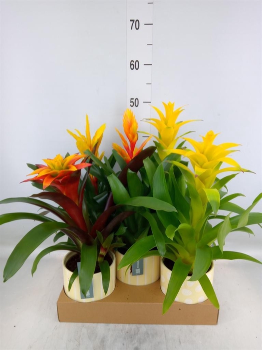 <h4>Bromelia ...mix</h4>