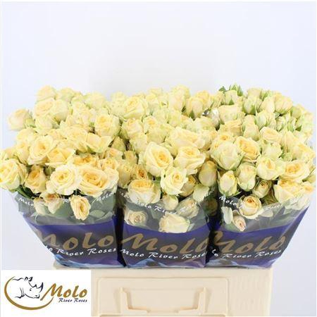 <h4>R Tr Salinero</h4>