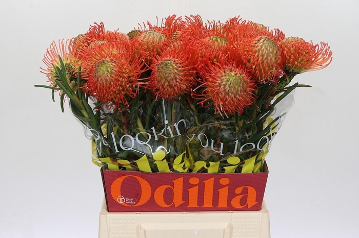 <h4>LEUCO CO SUCCESSION</h4>