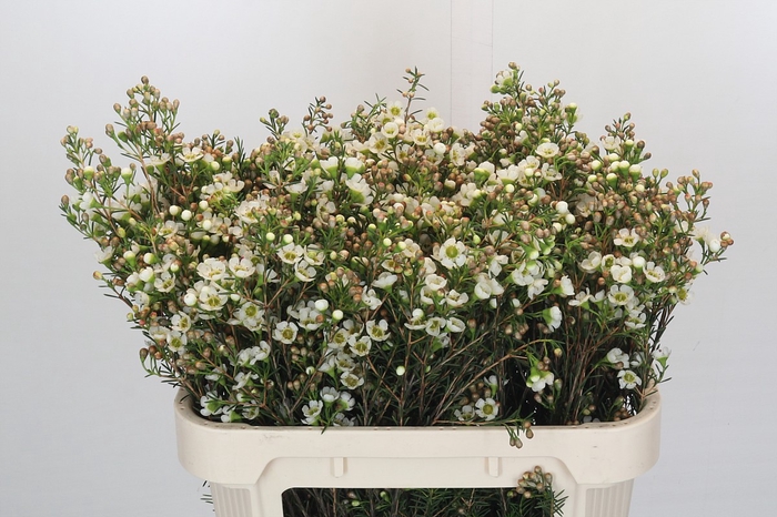 <h4>Chamelaucium uncinatum 'Carlys White'</h4>