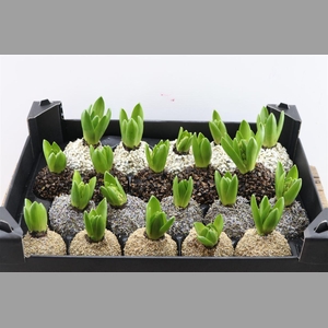 Wax Hyacinth Mix Natuur