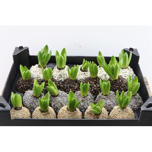 Wax Hyacinth Mix Natuur