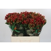 Hypericum Magical Triumph