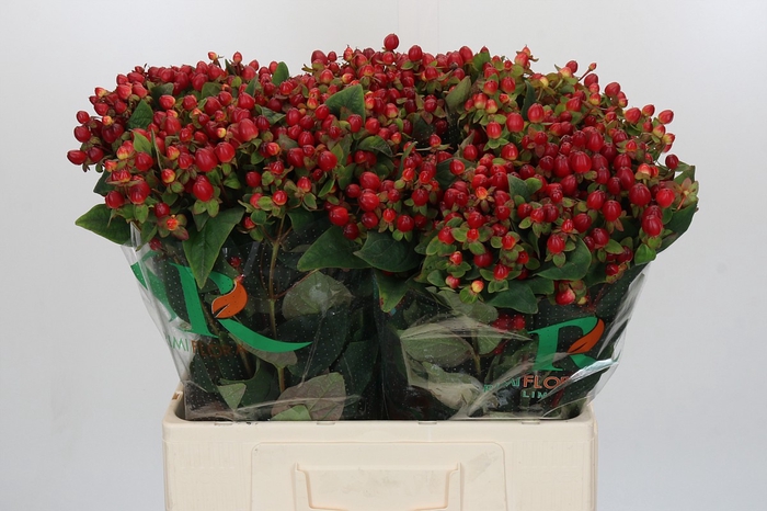 <h4>Hypericum Magical Triumph</h4>