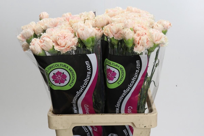 <h4>Dianthus St Lady Cappucino</h4>