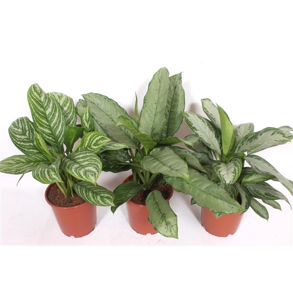 <h4>Aglaonema mix</h4>