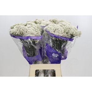 Ozothamnus Cooks Snow White