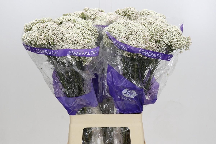 <h4>Ozothamnus Cooks Snow White</h4>