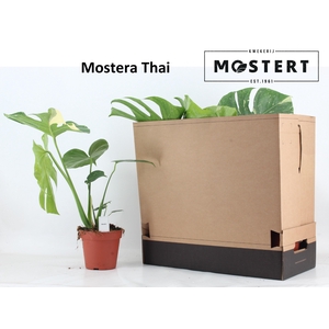 MONSTERA DEL THAI CO