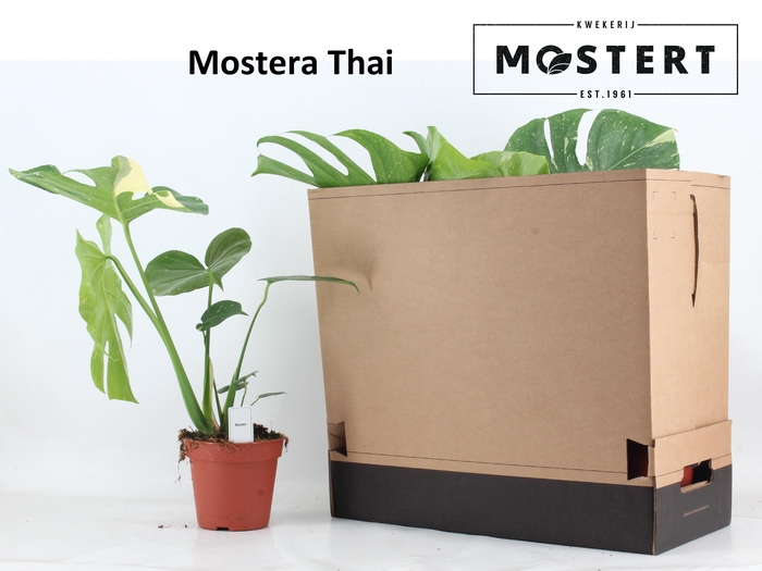 <h4>MONSTERA DEL THAI CO</h4>