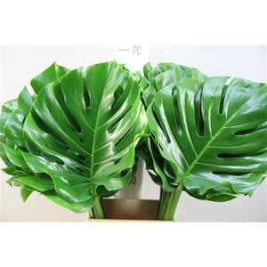 Monstera 35