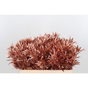 Eryn Orion Kl Bh Koper