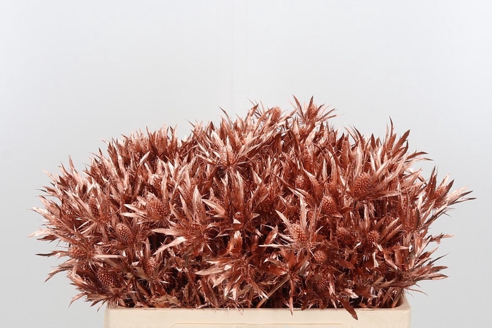 <h4>Eryn Orion Kl Bh Koper</h4>