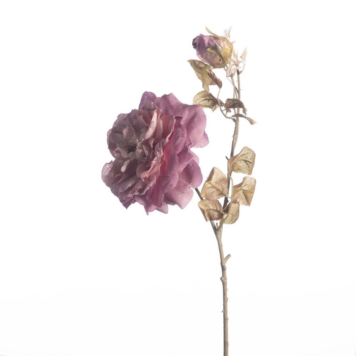 <h4>AF Rosa Dried x2 L79cm Purple</h4>