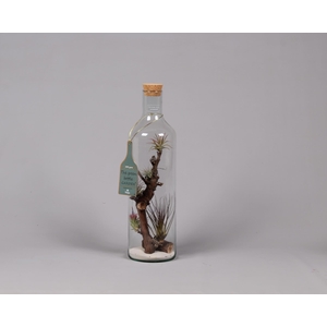 Green Bottle H55 groot met Tillandsia Air Plants