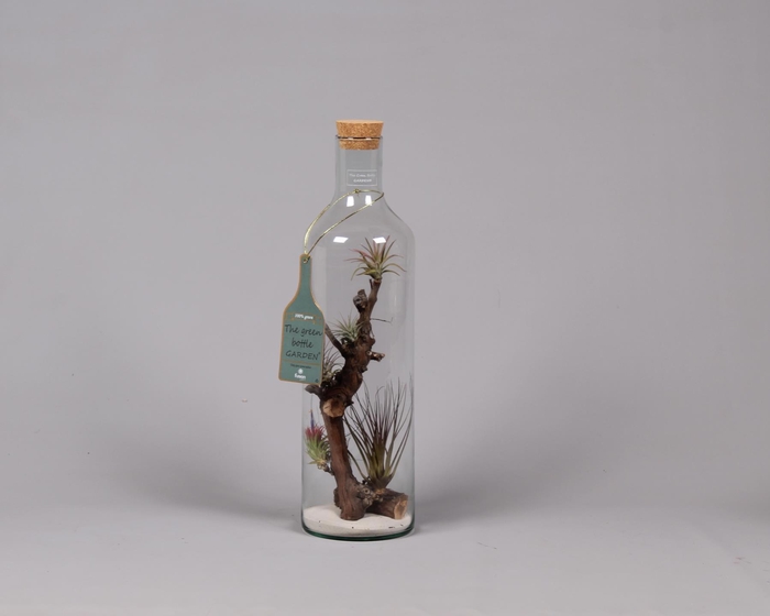 <h4>Green Bottle H55 groot met Tillandsia Air Plants</h4>