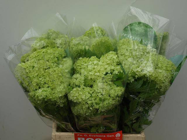 <h4>VIBURNUM ROSEUM BOS</h4>