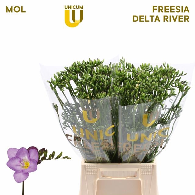 <h4>Freesia enk Delta River</h4>