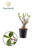 Adenium