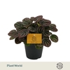Peperomia Overig Lucinda