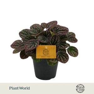 Peperomia Overig Lucinda
