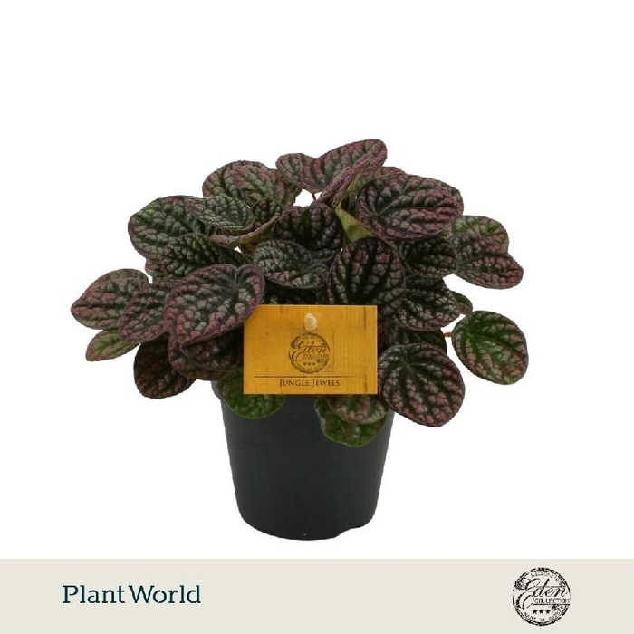 <h4>Peperomia Overig Lucinda</h4>