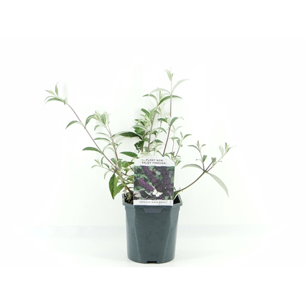 <h4>Buddleja dav. Black Knight</h4>