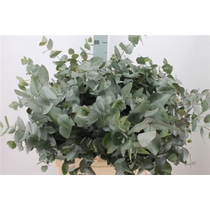 Euca Cinerea Za Lang 400 Gram 544