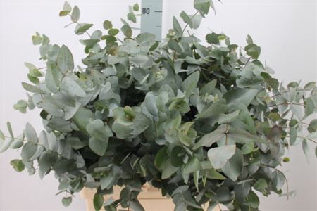 <h4>Euca Cinerea Za Lang 400 Gram 544</h4>