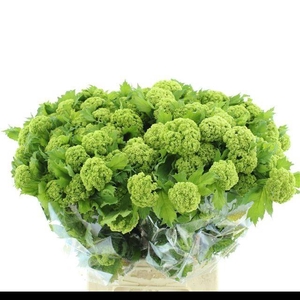 VIBURNUM ROSEUM ST (4 KOP)