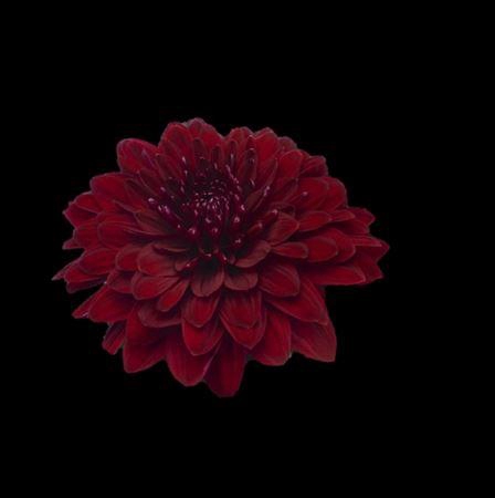 <h4>Chr G Pip Red</h4>