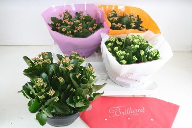 <h4>KAL GE GEM 4 KL</h4>