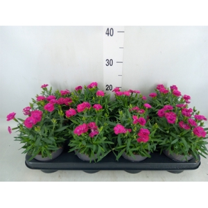 Dianthus car. 'Peman Violet'