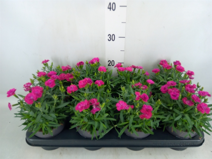 <h4>Dianthus car. 'Peman Violet'</h4>