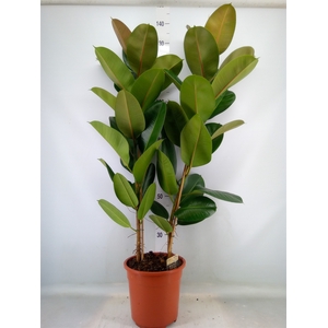 Ficus elastica 'Robusta'