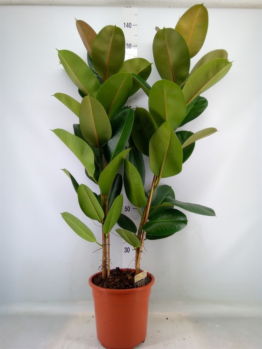 <h4>Ficus elastica 'Robusta'</h4>