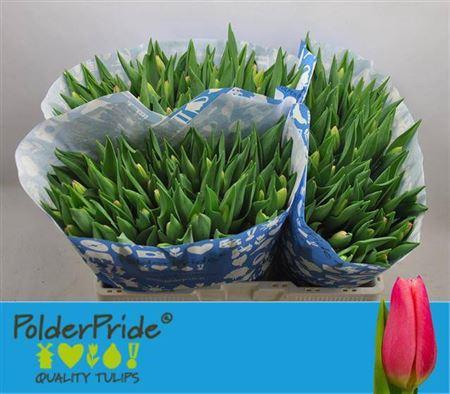 <h4>Tu En Milkshake</h4>