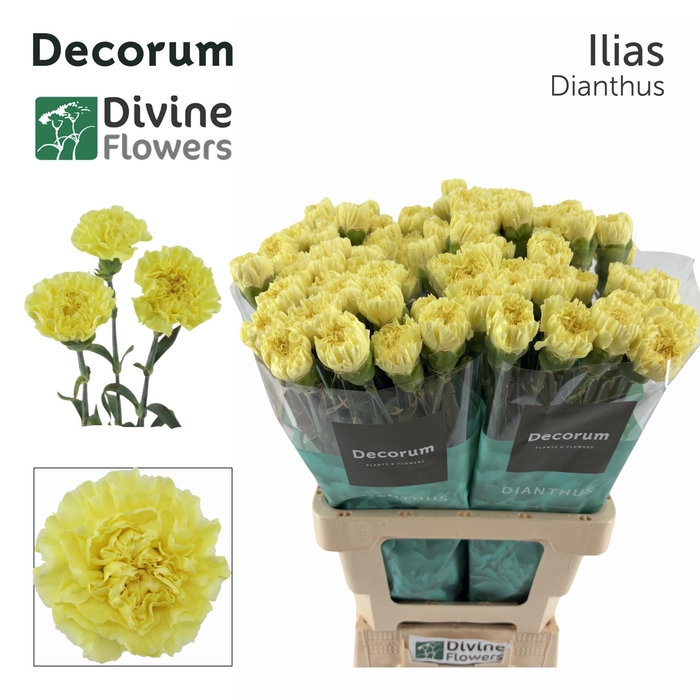 <h4>Di St Ilias Divine</h4>