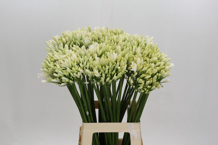 <h4>Agapanthus Gletsjer</h4>