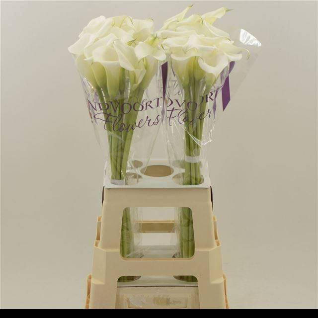 <h4>ZANT WHITE ART</h4>