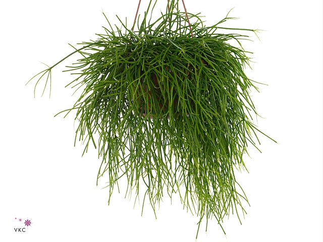 Rhipsalis pulchra