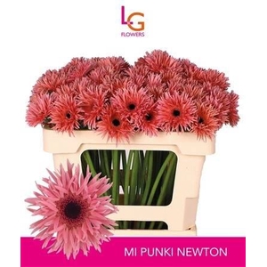 Gerbera mini spinvormig Punki Newton